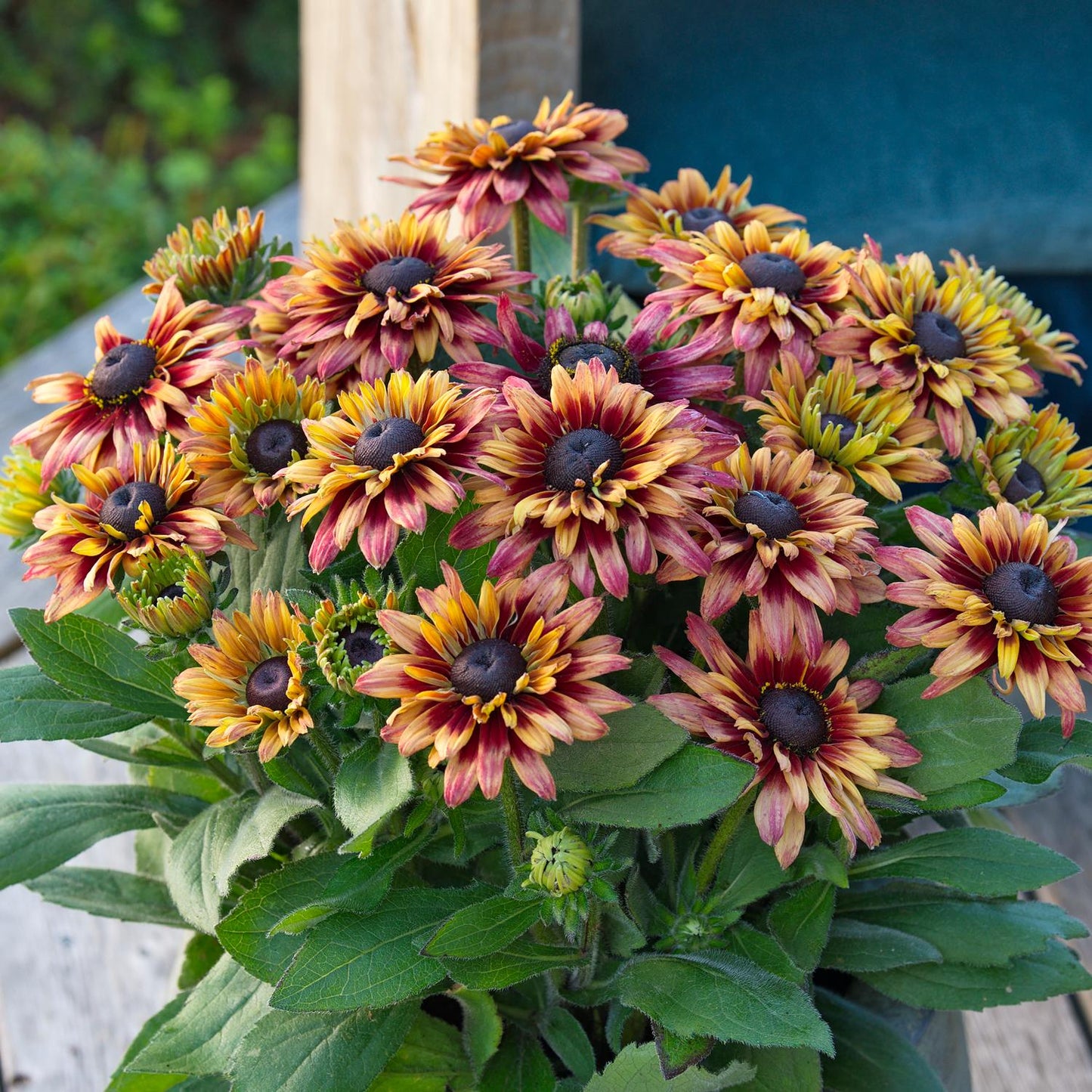A cluster of Sunbeckia® Graffiti Cherry Black-eyed Susan (Rudbeckia) with vibrant yellow, orange, and red petals and dark centers rests on a wooden surface outdoors - Photo Courtesy of Burpee
