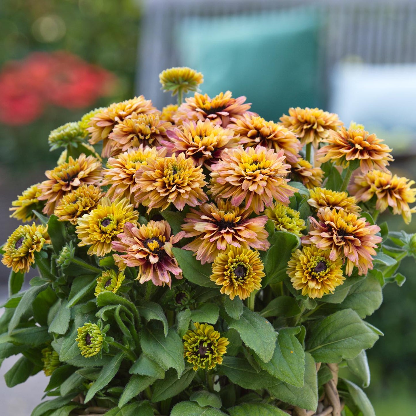 A close-up of Sunbeckia® Graffiti Peach Black-eyed Susan, a compact perennial with double yellow-orange daisies and lush foliage, it’s pictured before blurred outdoor furniture and red flowers - Photo Courtesy of Burpee