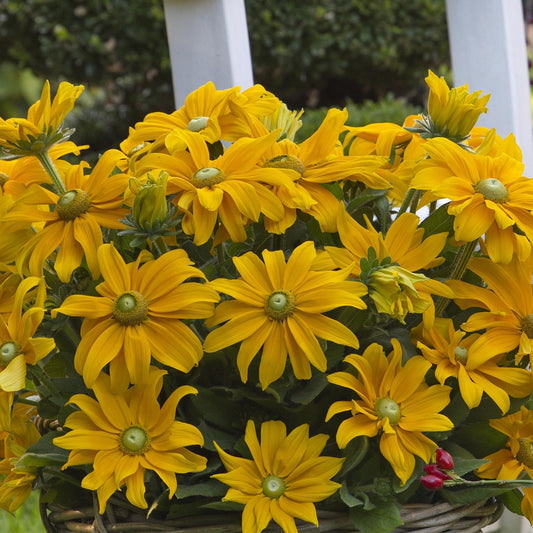 A basket of Sunbeckia® Juliana Black-eyed Susan (Rudbeckia), with golden-yellow daisy-like flowers and green centers, is displayed outdoors by a white fence and lush green foliage - Photo Courtesy of Burpee