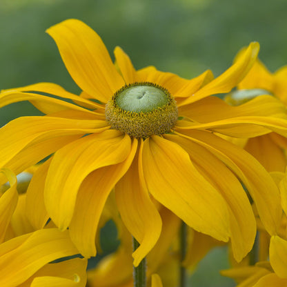 Close-up of a vibrant Sunbeckia® Juliana Black-eyed Susan (Rudbeckia) with golden-yellow, daisy-like blooms and a greenish central disk - Photo Courtesy of Burpee