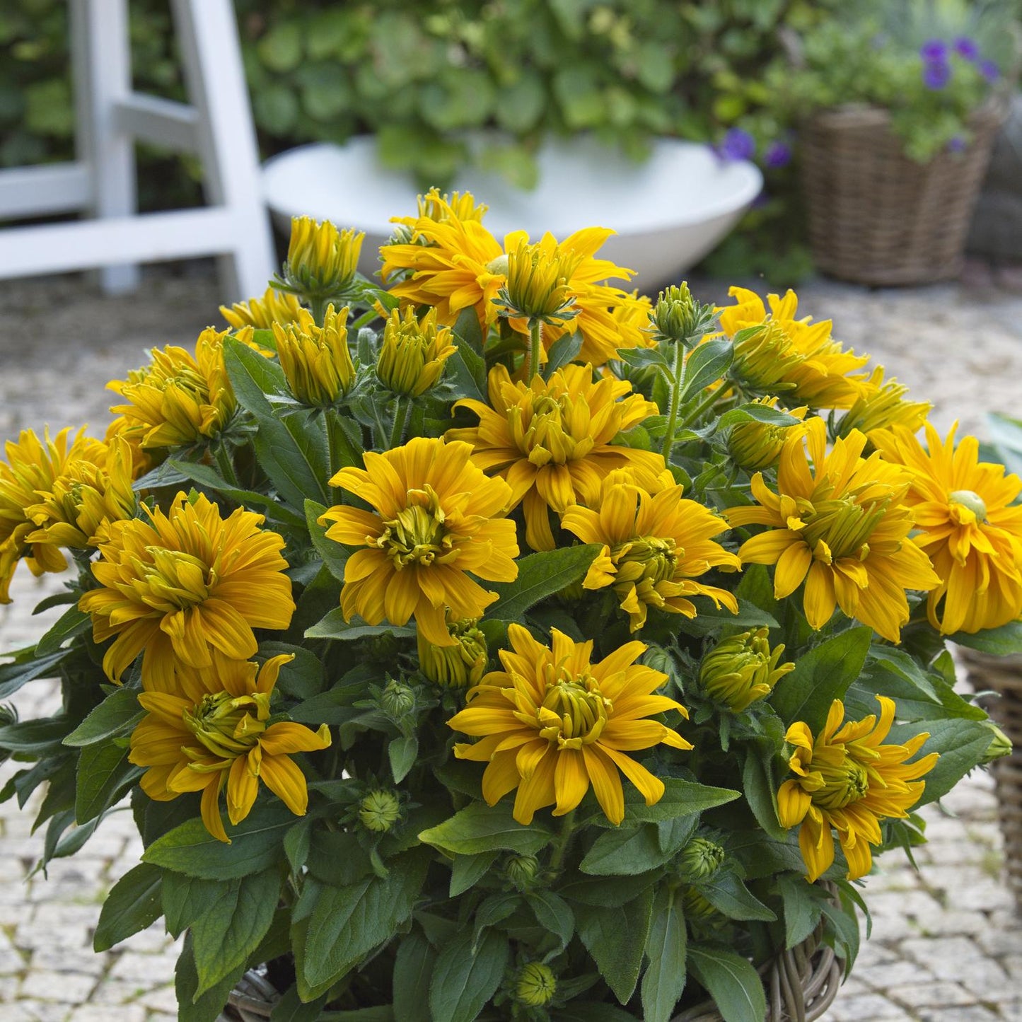 A Sunbeckia® Laura Black-eyed Susan (Rudbeckia) with bright yellow double blooms and lush green leaves sits on a stone patio outdoors, with a white chair and garden greenery behind it - Photo Courtesy of Burpee