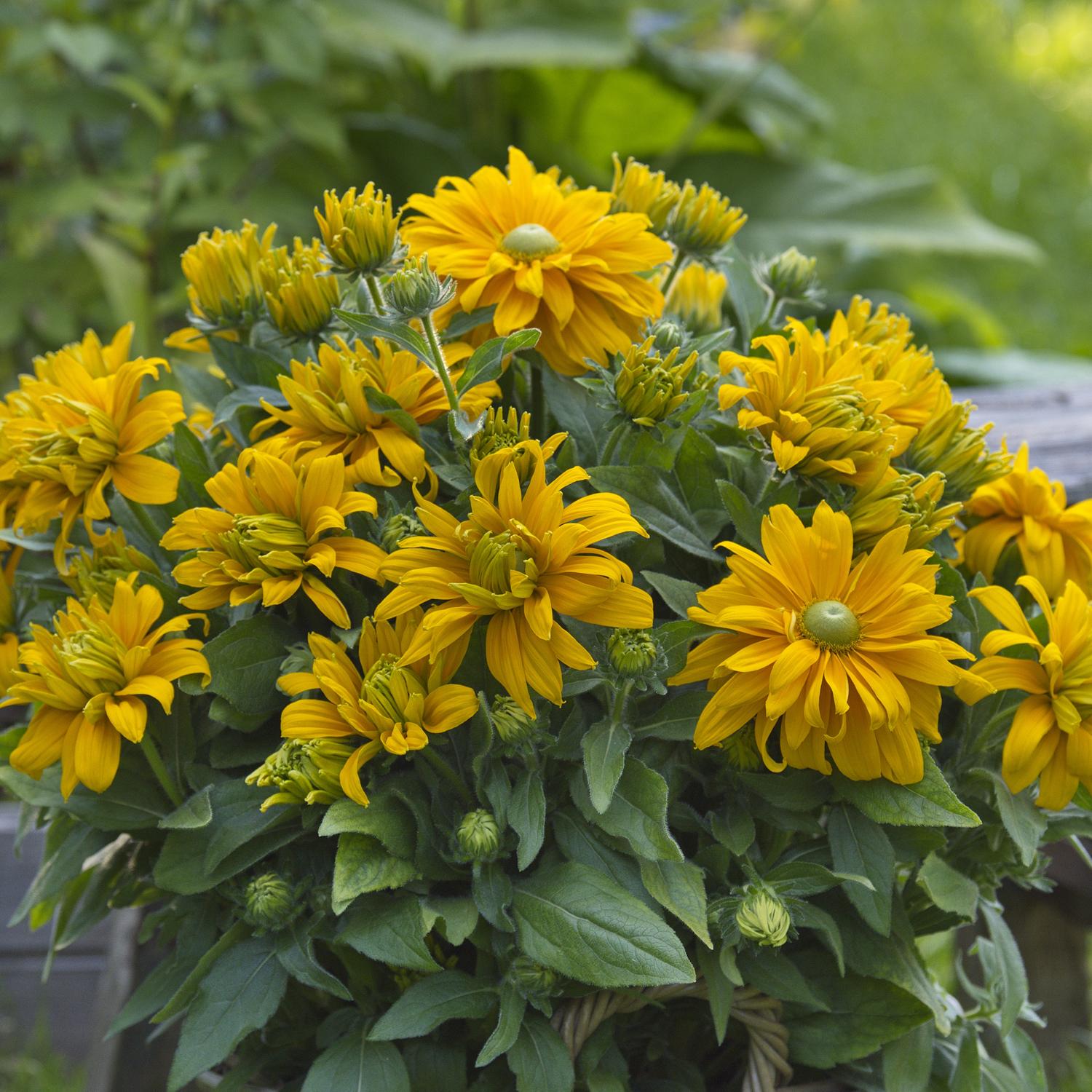 Sunbeckia® Laura Black-eyed Susan (Rudbeckia) displays vibrant yellow blooms with green centers and lush leaves. - Photo Courtesy of Burpee