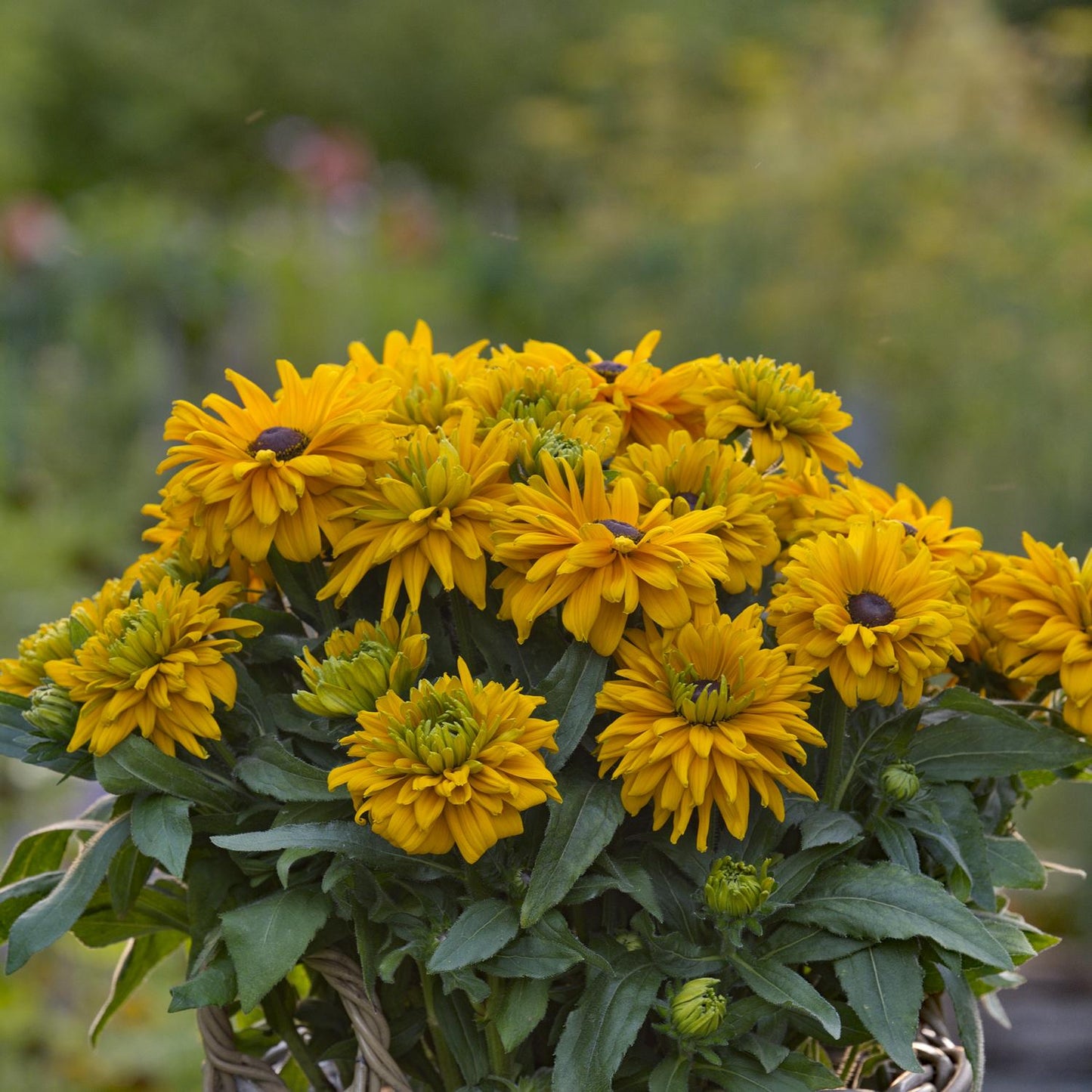 A basket of Sunbeckia® Lucia Black-eyed Susan (Rudbeckia), a perennial with dark centers and lush leaves, set outdoors against blurred greenery - Photo Courtesy of Burpee