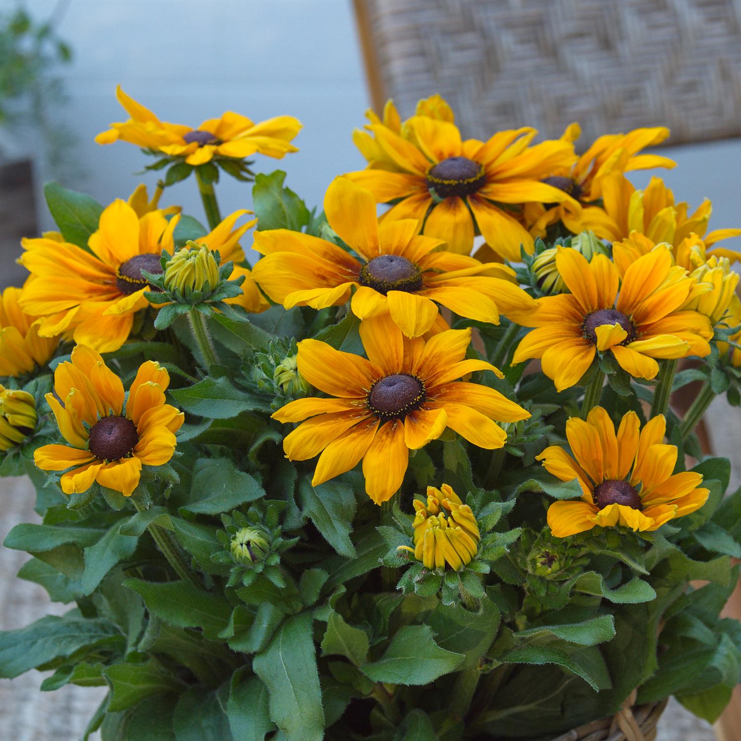 A top-down view of Sunbeckia® Marilyn Black-Eyed Susan (Rudbeckia) features vibrant yellow and orange blooms with dark brown centers, lush green foliage, and buds - Photo Courtesy of Burpee