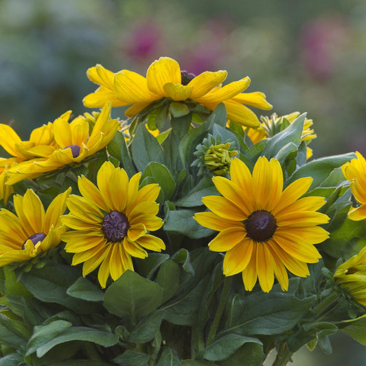 Close-up of yellow Sunbeckia® Maya Black-Eyed Susan (Rudbeckia) flowers with dark centers and green leaves, set against a blurred garden backdrop - Photo Courtesy of Burpee