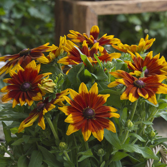 Sunbeckia® Mia Black-eyed Susan (Rudbeckia) blooms, with red-centered, yellow-tipped petals and green foliage, stands out with a blurred garden bench in the background - Photo Courtesy of Burpee