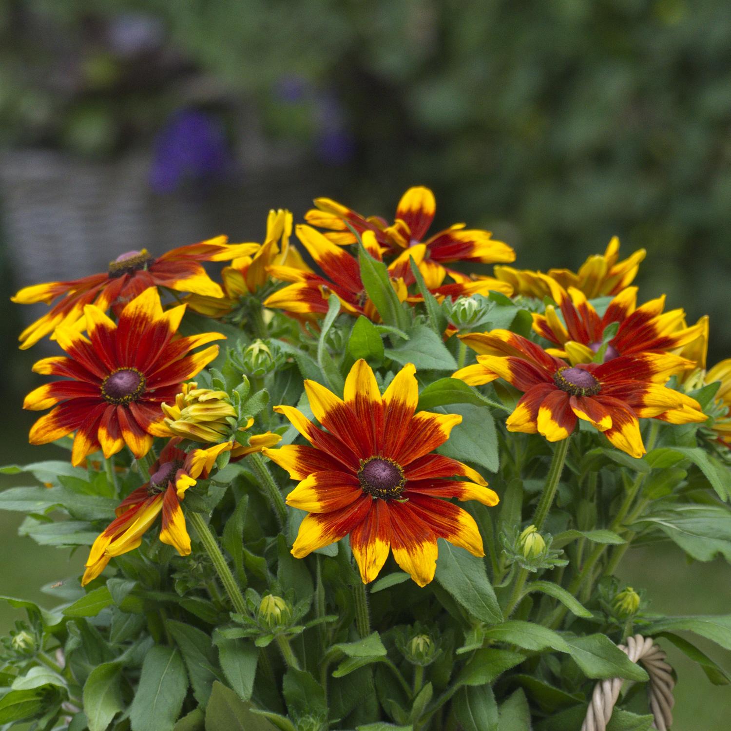 A cluster of vibrant red and yellow Sunbeckia® Mia Black-eyed Susan (Rudbeckia) flowers with green leaves blooms outdoors in a garden - Photo Courtesy of Burpee