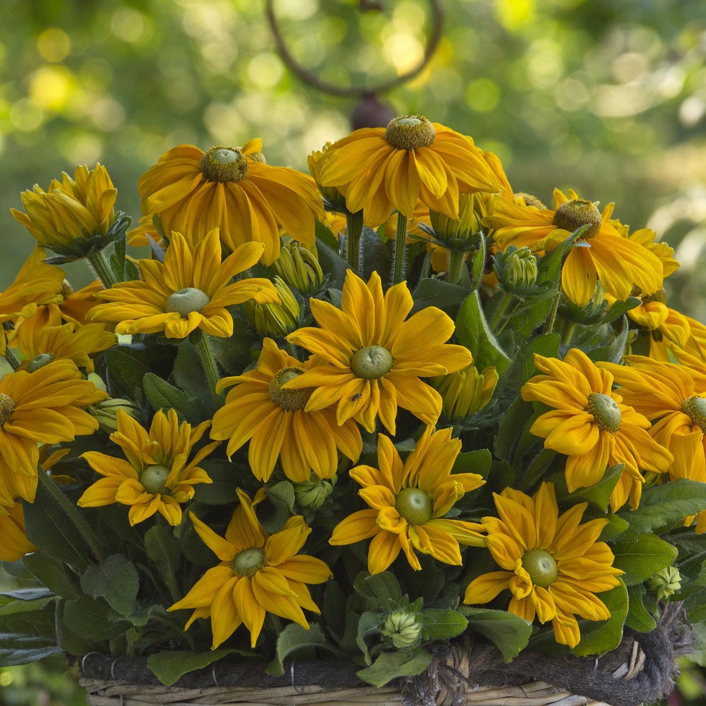 A basket of Sunbeckia® Ophelia Black-eyed Susan (Rudbeckia) features buttery-yellow daisy-like blooms and green leaves, with a garden-inspired background - Photo Courtesy of Burpee