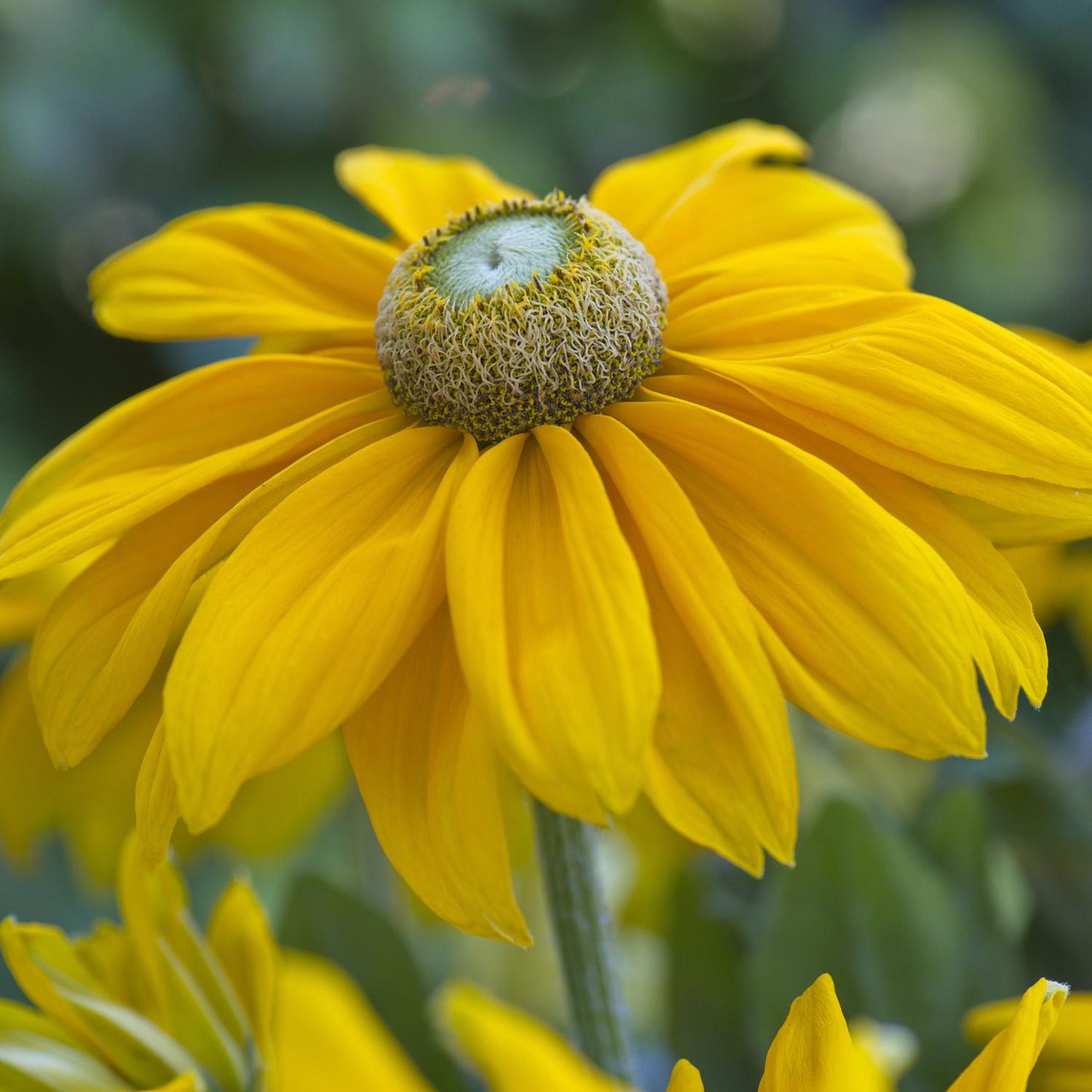 A close-up of Sunbeckia® Ophelia Black-eyed Susan (Rudbeckia) reveals buttery-yellow, daisy-like blooms with long petals and a textured greenish-yellow center - Photo Courtesy of Burpee