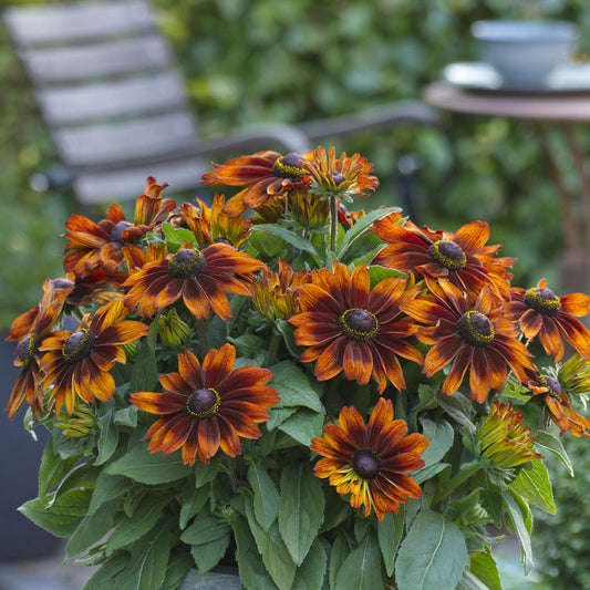 A cluster of orange and red Sunbeckia® Sarah Black-Eyed Susan (Rudbeckia) blooms with dark centers stands out among green leaves. In the blurred background, a chair and a round table with a cup and saucer are visible - Photo Courtesy of Burpee