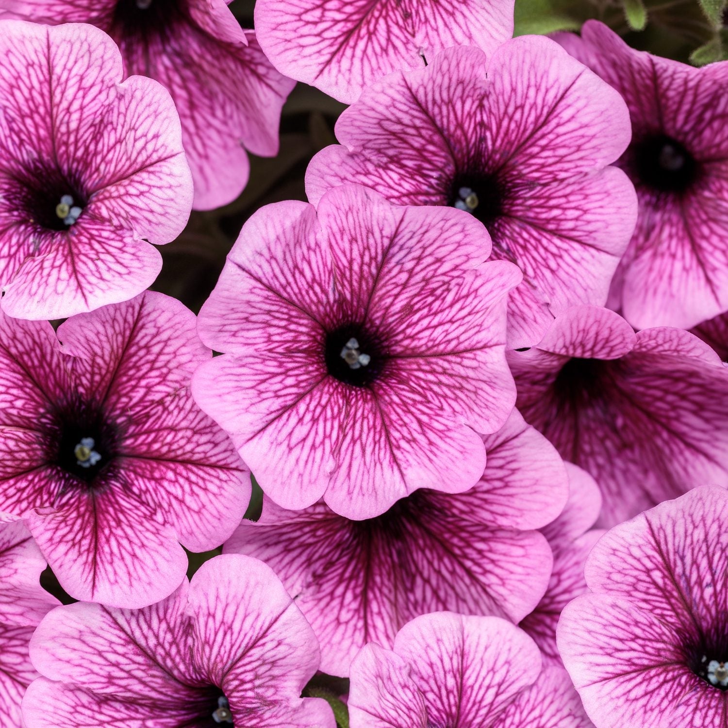 Close-up of Supertunia® Mini Vista® Plum Veined Petunia flowers, showcasing vivid blooms with dark purple veins - Photo Courtesy of Proven Winners, Inc.