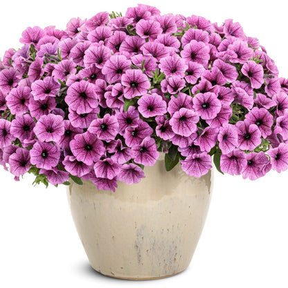 Supertunia® Mini Vista® Plum Veined Petunia - Photo Courtesy of Proven Winners, Inc.