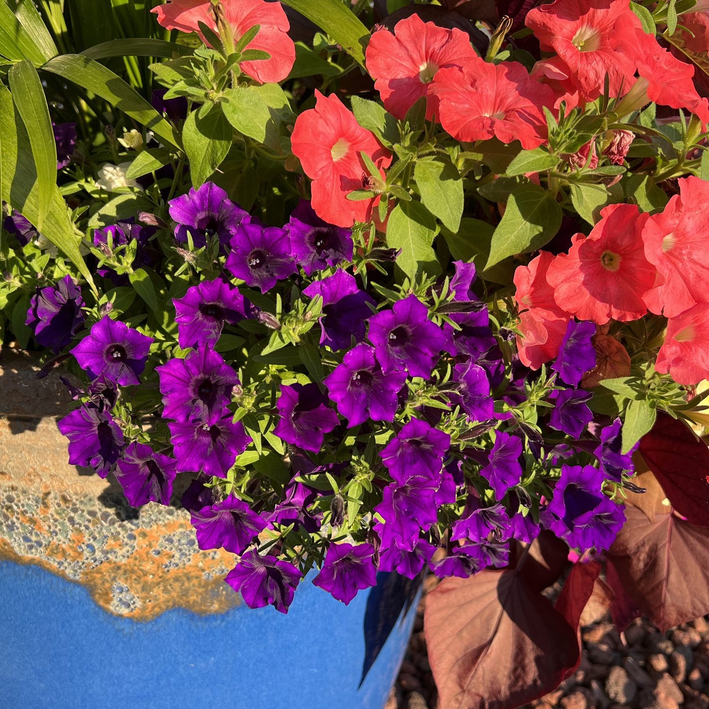 Supertunia Mini Vista® Ultramarine™ Petunia - Photo Property of Garden Crossings LLC
