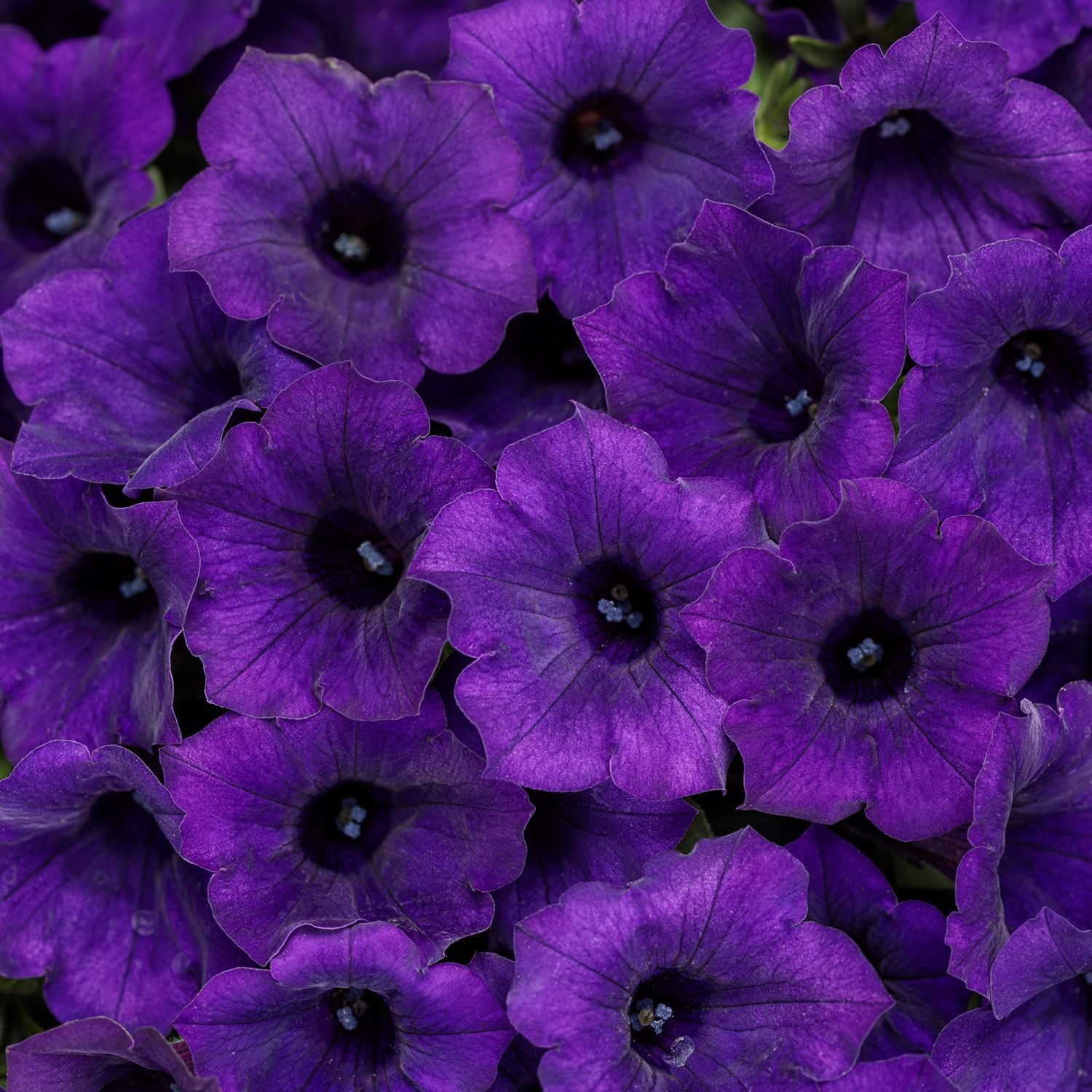 A cluster of vibrant Supertunia Mini Vista® Ultramarine™ Petunia blooms with dark centers and delicate deep purple petals fills the frame - Photo Courtesy of Proven Winners, Inc.