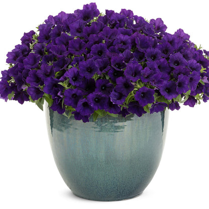 Supertunia Mini Vista® Ultramarine™ Petunia - Photo Courtesy of Proven Winners, Inc.