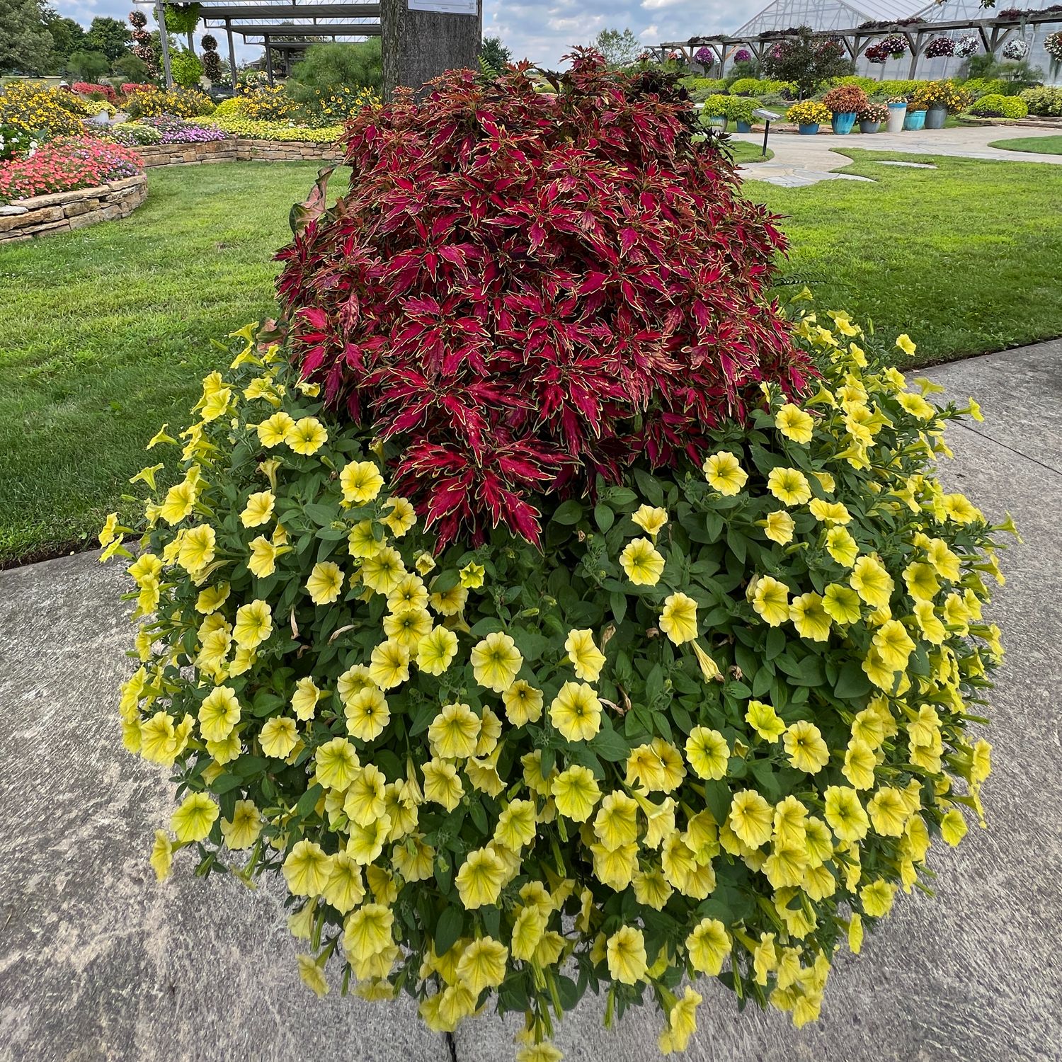 Top down view of a large planter showcases cascading Supertunia Mini Vista® Yellow Petunia beneath a mound of deep red and green coleus, set on a concrete path bordered by manicured grass and vibrant flower beds - Photo Property of Garden Crossings LLC. Decorative pot not included.