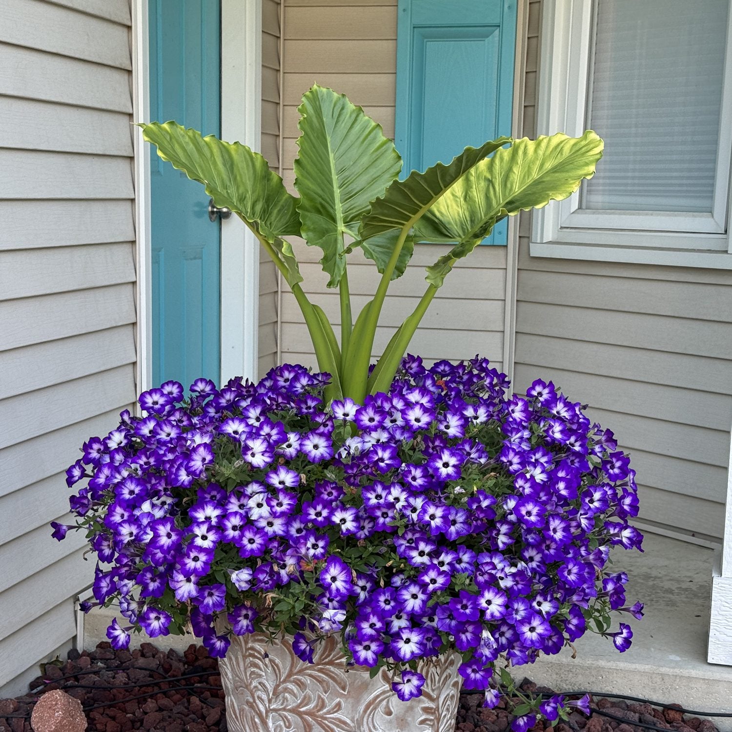 Supertunia® Tiara™ Blue Petunia - Photo Property of Garden Crossings LLC