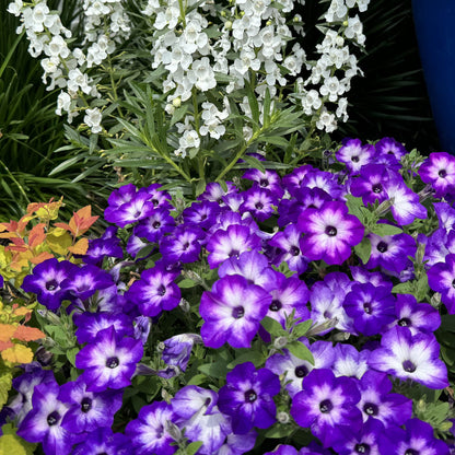 Supertunia® Tiara™ Blue Petunia - Photo Property of Garden Crossings LLC