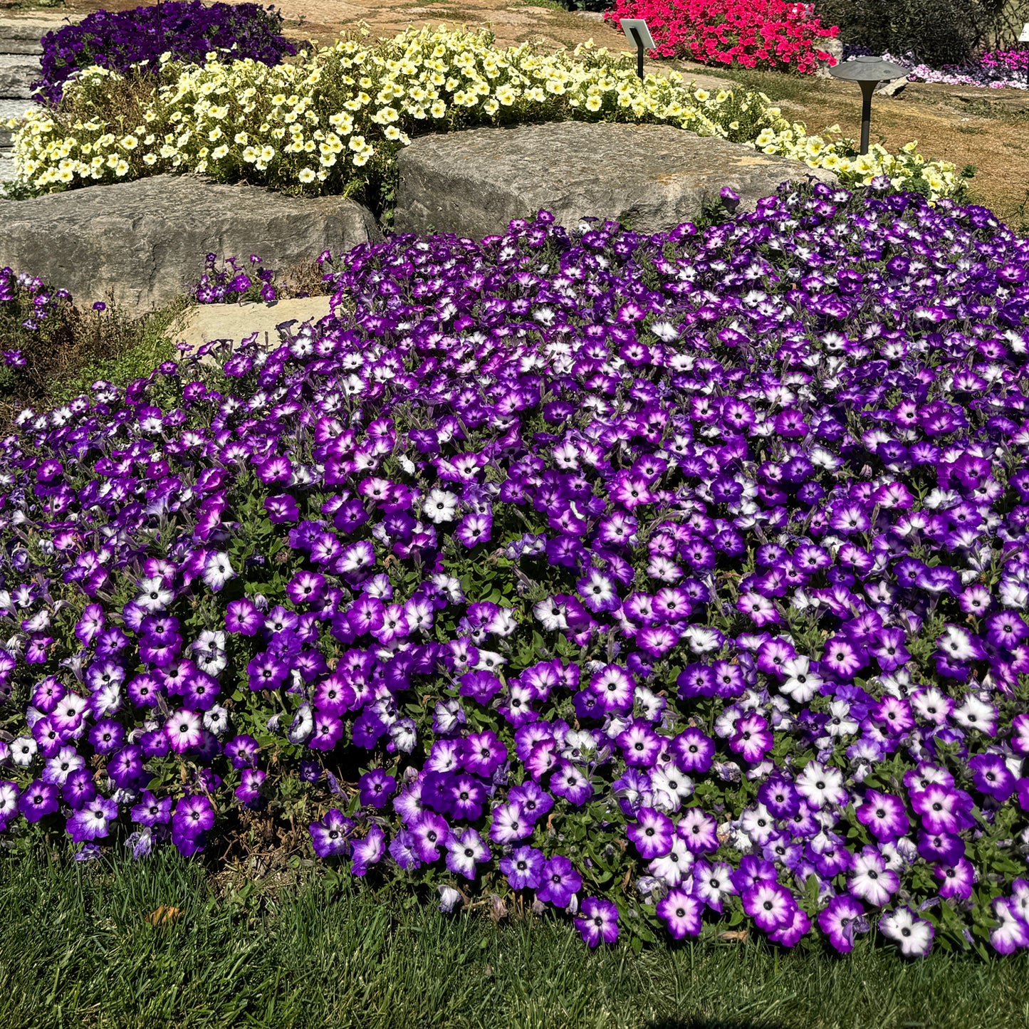 Supertunia® Tiara™ Blue Petunia - Photo Property of Garden Crossings LLC