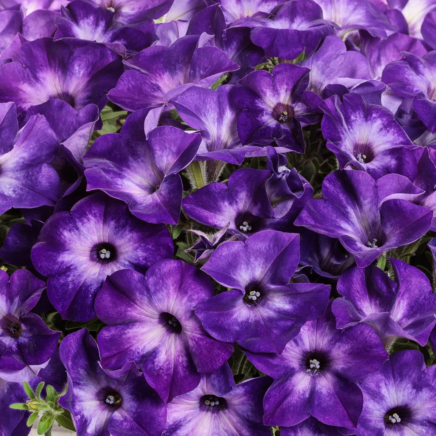 Supertunia® Tiara™ Blue Petunia - Photo Courtesy of Proven Winners, Inc.