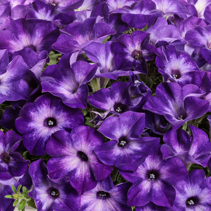 Supertunia® Tiara™ Blue Petunia - Photo Courtesy of Proven Winners, Inc.