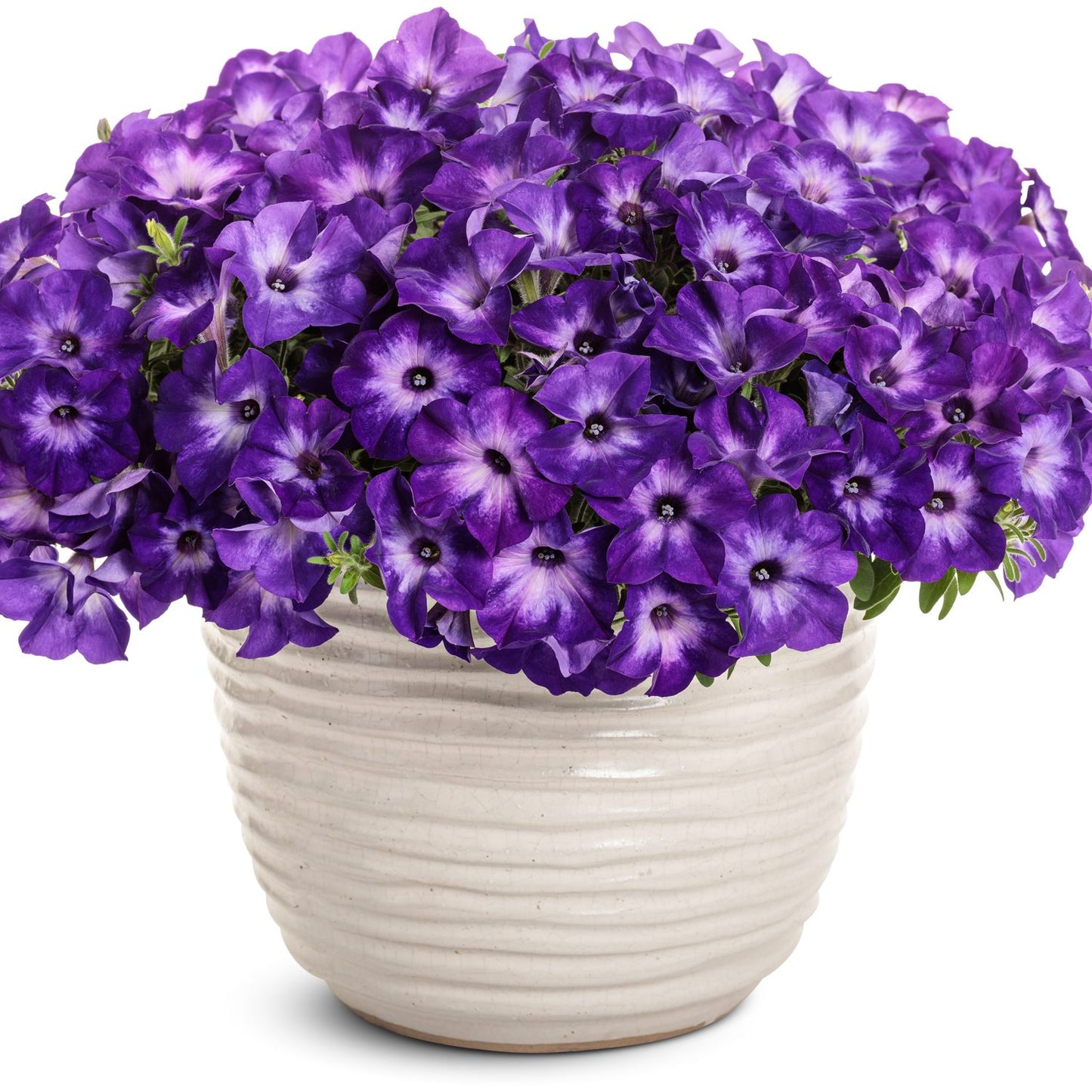 Supertunia® Tiara™ Blue Petunia - Photo Courtesy of Proven Winners, Inc.