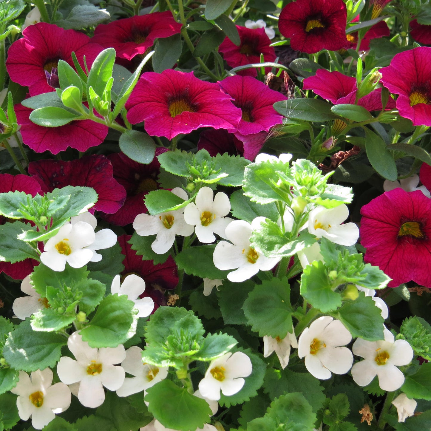 Clusters of bright magenta petunias andGiant Snowflake Bacopa, with trailing green foliage and small white flowers - Photo Property of Garden Crossings LLC