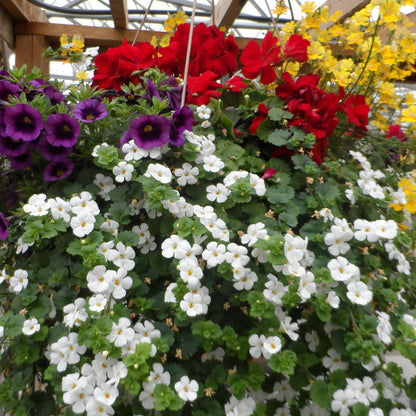 A hanging basket filled with vibrant flowers, including clusters of Snowstorm Giant Snowflake Bacopa, plus purple, red, and yellow blooms, trails gracefully beneath a wooden pergola in a greenhouse - Photo Property of Garden Crossings LLC