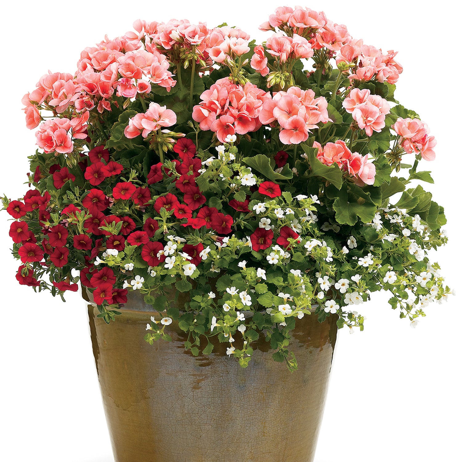 A large bronze planter filled with pink geraniums, deep red petunias, and Giant Snowflake Bacopa, featuring lush green foliage and trailing plants elegantly cascading over the edges - Photo Courtesy of Proven Winners, Inc. Decorative pot not included.