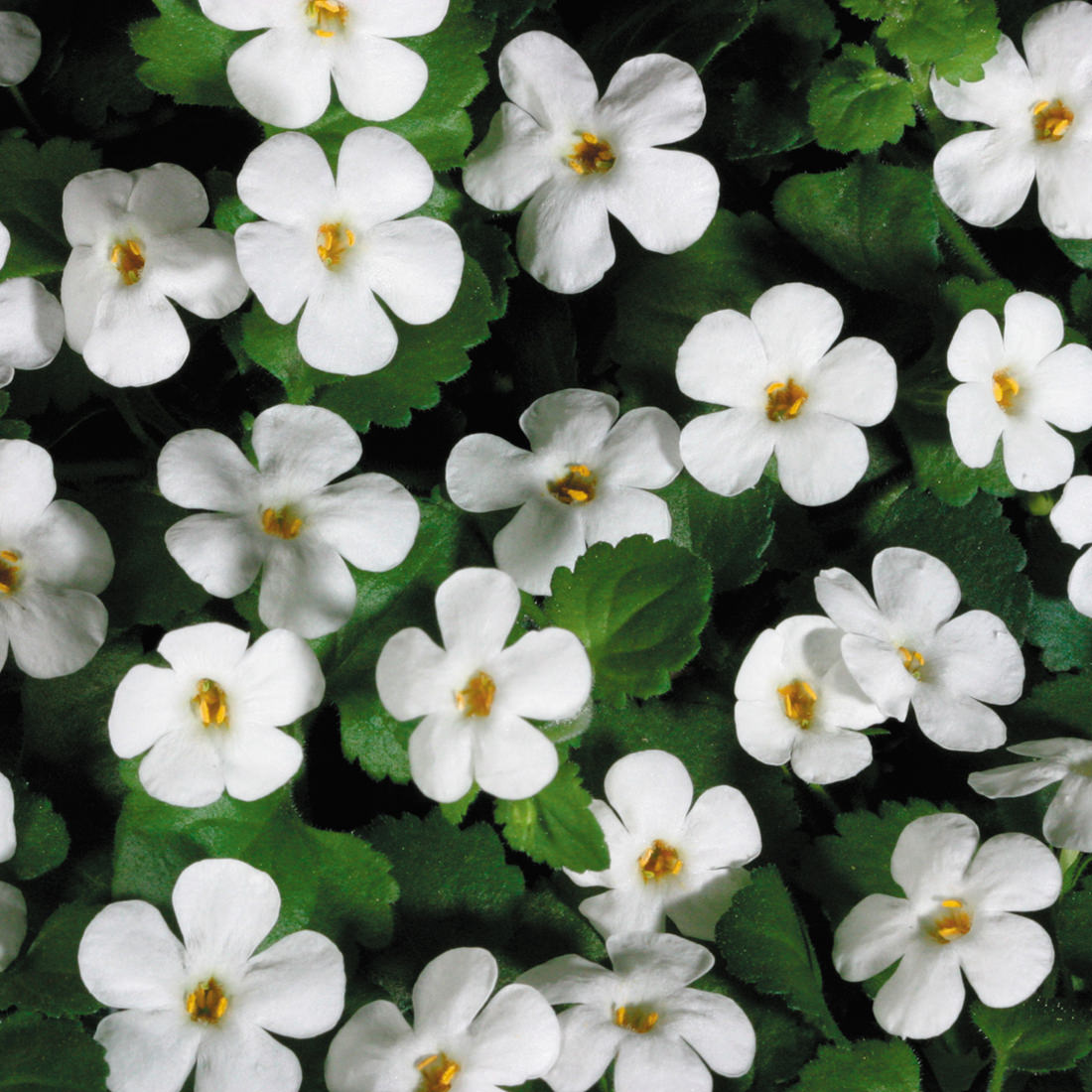 Snowstorm Bacopa features clusters of small, white, five-petaled flowers with yellow centers and green leaves - Photo Courtesy of Proven Winners, Inc.