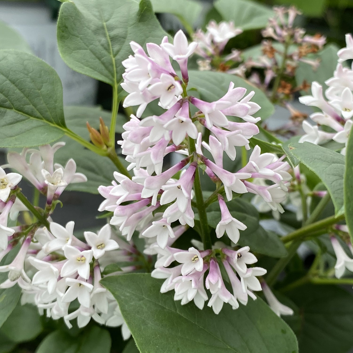 Clusters of pale pink and white Baby Kim® Lilac (Syringa) flowers bloom among green, heart-shaped leaves. The soft colors and delicate petals create a fresh spring feel for this compact lilac variety - Photo Property of Garden Crossings LLC.