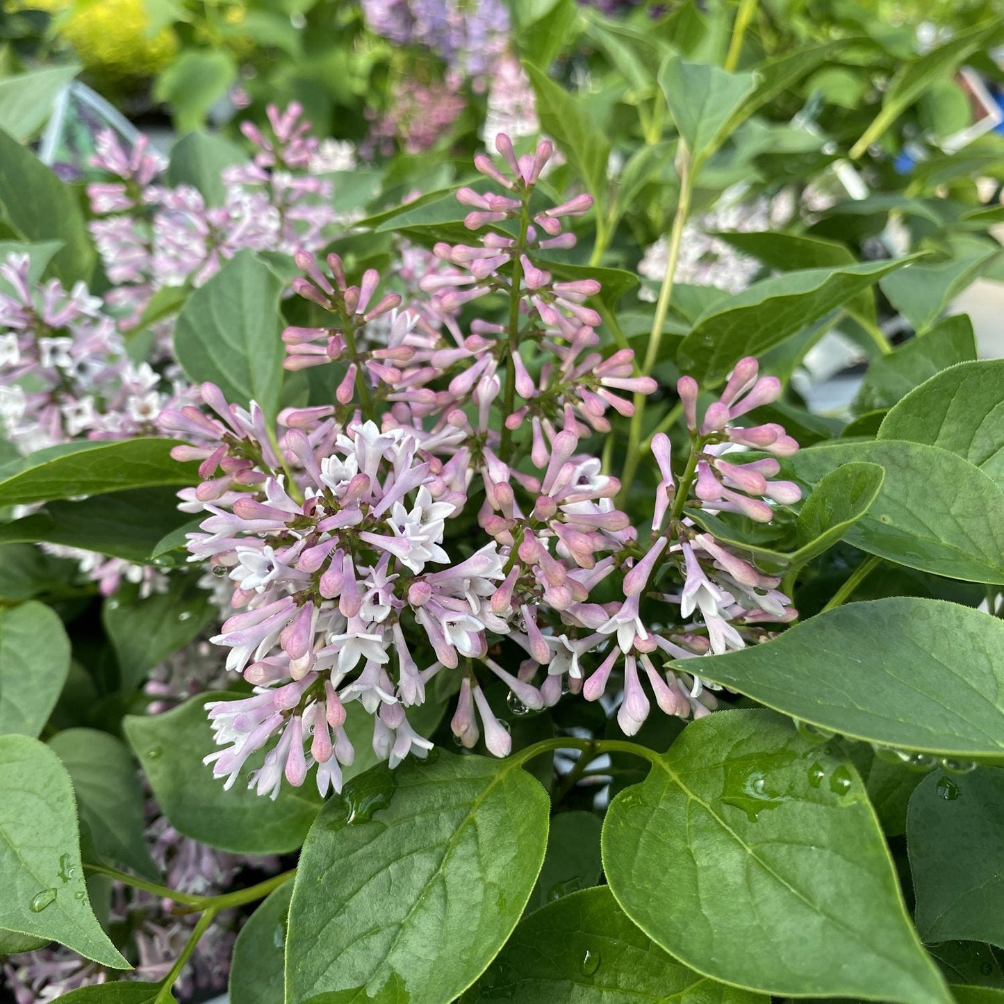 A cluster of light purple and pink Baby Kim® Lilac (Syringa) flowers blooms among green leaves, with water droplets on the foliage and fragrant lavender blossoms enhancing the scene - Photo Property of Garden Crossings LLC.