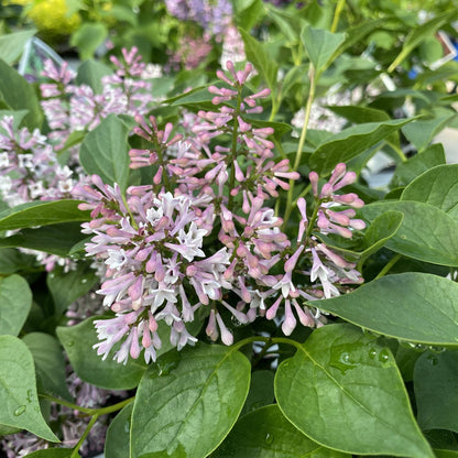 A cluster of light purple and pink Baby Kim® Lilac (Syringa) flowers blooms among green leaves, with water droplets on the foliage and fragrant lavender blossoms enhancing the scene - Photo Property of Garden Crossings LLC.