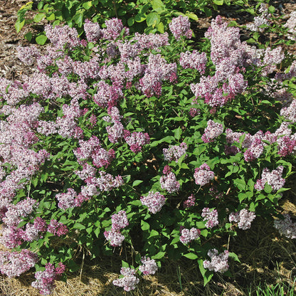 Top-down view of the Baby Kim® Lilac (Syringa) is a compact shrub with clusters of fragrant lavender blooms and green leaves in a outdoor garden with mulch and grass accents - Photo Courtesy of Proven Winners, Inc.