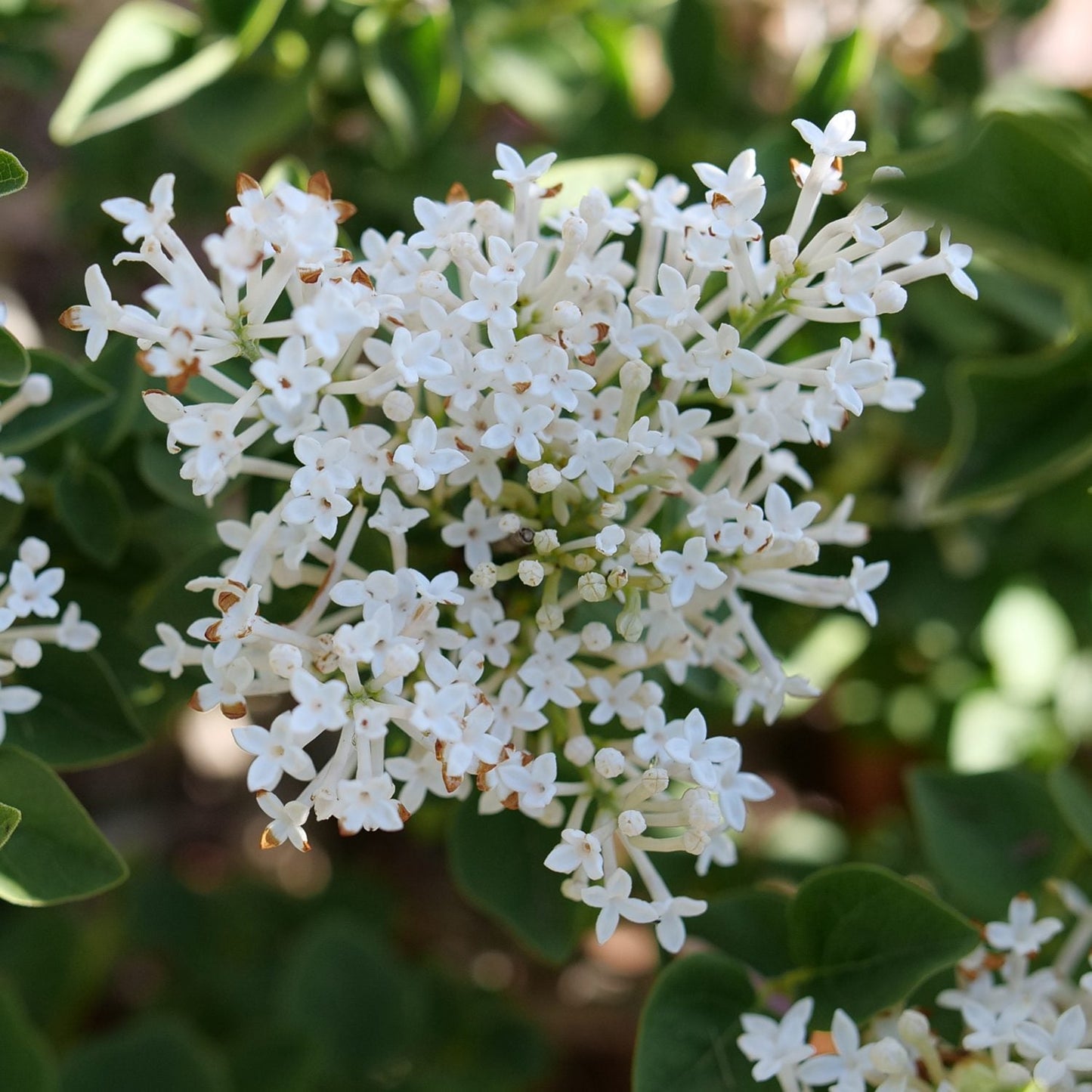 A cluster of small, star-shaped white lilac flowers with green leaves resembles the elegant Bloomerang Showmound® Reblooming Lilac (Syringa), admired for its beauty. - Photo Courtesy of Proven Winners, Inc. 
