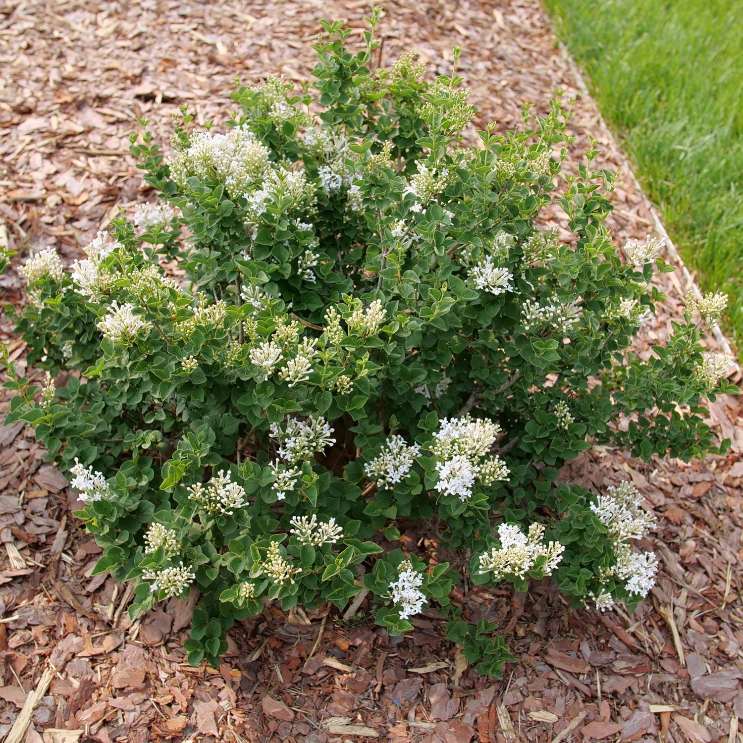 Top-down view of the Bloomerang Showmound® Reblooming Lilac (Syringa) is a small, bushy shrub with green leaves and clusters of white lilac blooms in a mulched garden bed beside grassy areas. - Photo Courtesy of Proven Winners, Inc. 