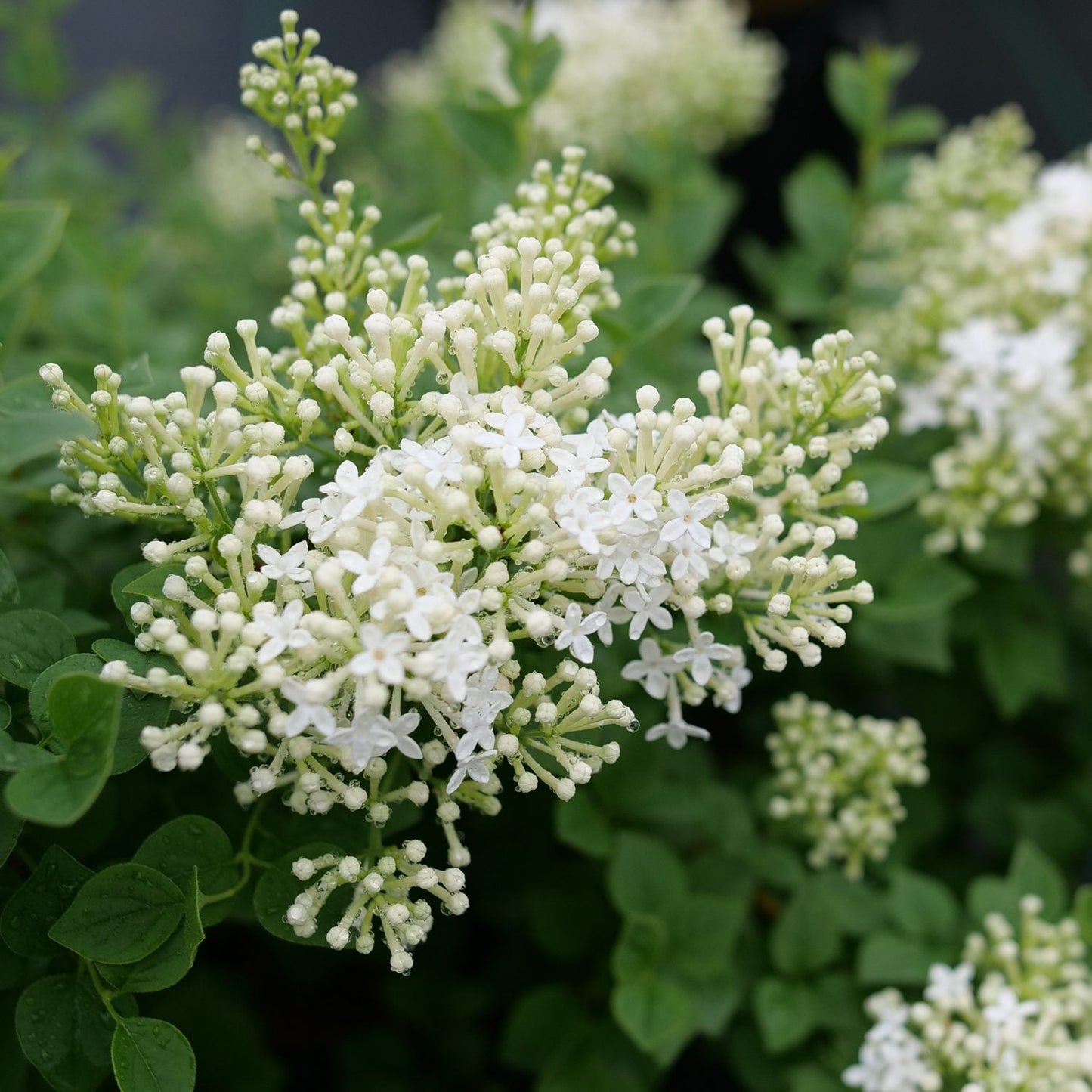 Clusters of small, star-shaped white lilac flowers with pale green buds and lush green leaves appear on the elegant Bloomerang Showmound® Reblooming Lilac (Syringa). - Photo Courtesy of Proven Winners, Inc. 