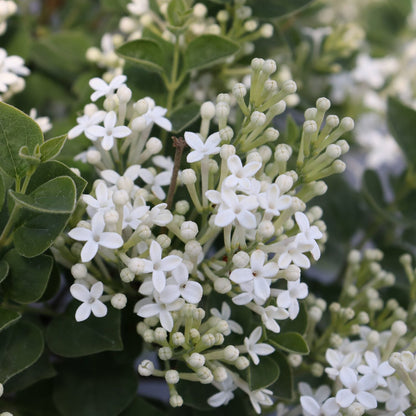 Clusters of small, white, star-shaped blooms surrounded by green leaves give Bloomerang Showmound® Reblooming Lilac (Syringa) a delicate charm. Densely packed flowers, with some buds unopened, create a fresh and vibrant look. - Photo Courtesy of Proven Winners, Inc. 