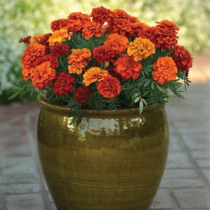 A large glazed brown ceramic pot filled with blooming 'Fireball' Marigold (Tagetes), a drought-tolerant annual in vibrant orange and yellow, sits on a stone patio with blurred green foliage in the background - Photo Courtesy of Ball Horticulture, Inc. Decorative pot not included.