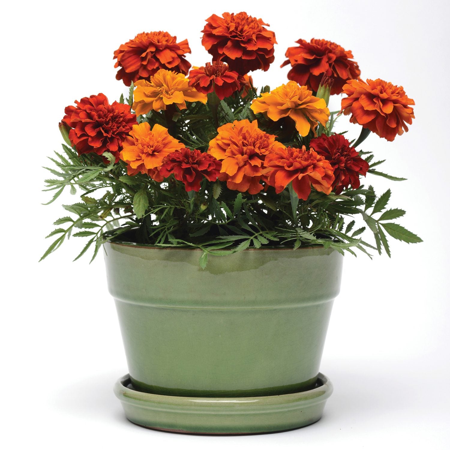 A green ceramic pot holds lush Fireball' Marigold (Tagetes) flowers in vibrant orange and red, with green leaves - Photo Courtesy of Ball Horticulture, Inc. Decorative pot not included.
