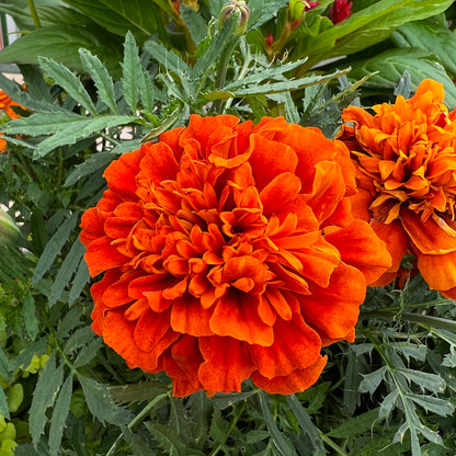 A close-up of a vibrant orange Fireball' Marigold (Tagetes) bloom among green leaves with another marigold in the background - Photo Property of Garden Crossings LLC.