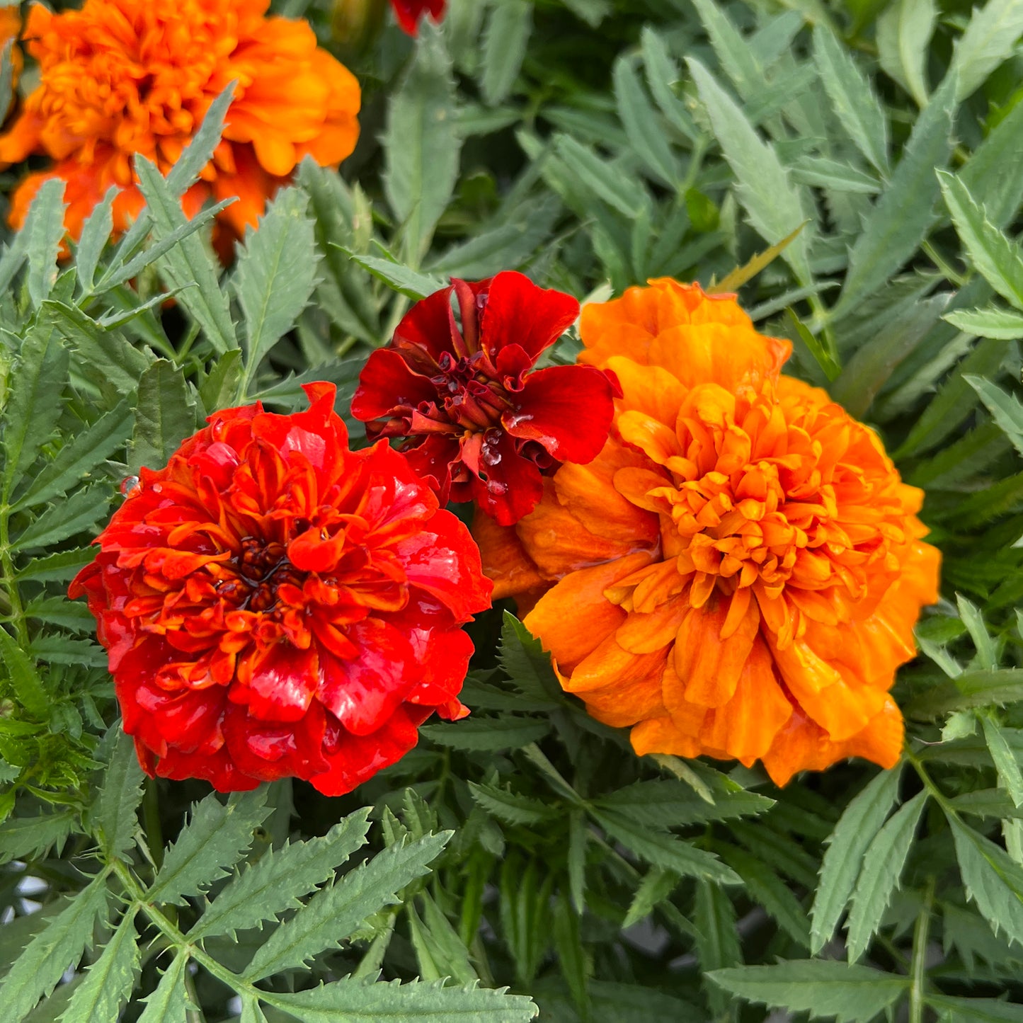 Closeup of three Fireball' Marigold (Tagetes) blooms with vibrant orange and red blooms with lush, fern-like foliage - Photo Property of Garden Crossings LLC.