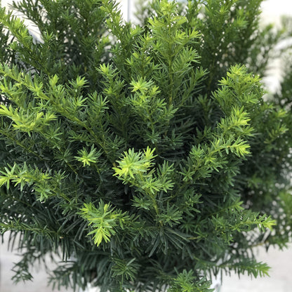 Stonehenge Dark Druid® Yew (Taxus) - Photo Property of Garden Crossings LLC