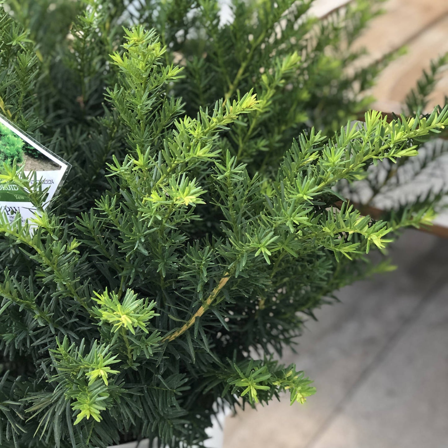 Stonehenge Dark Druid® Yew (Taxus) - Photo Property of Garden Crossings LLC