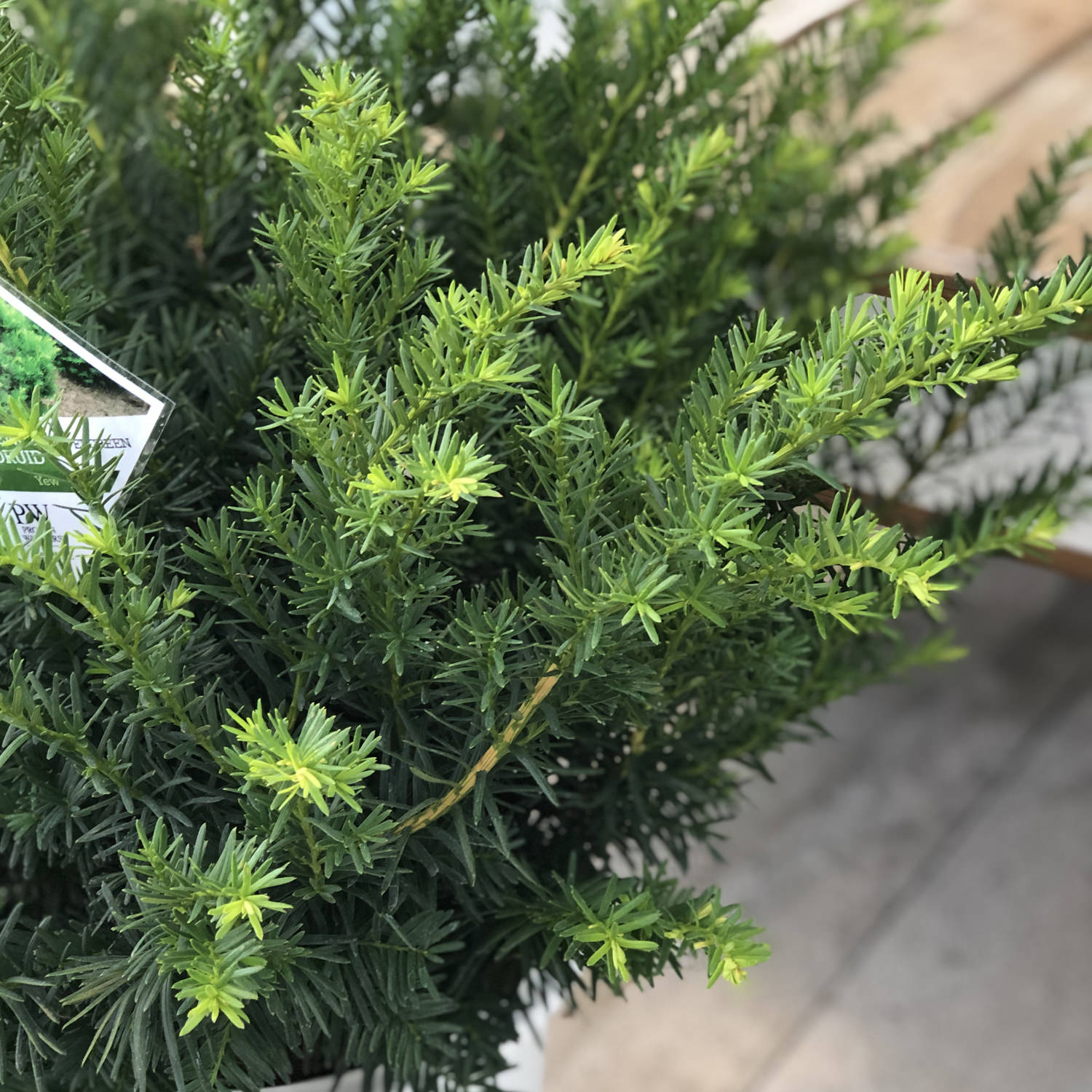 Stonehenge Dark Druid® Yew (Taxus) - Photo Property of Garden Crossings LLC