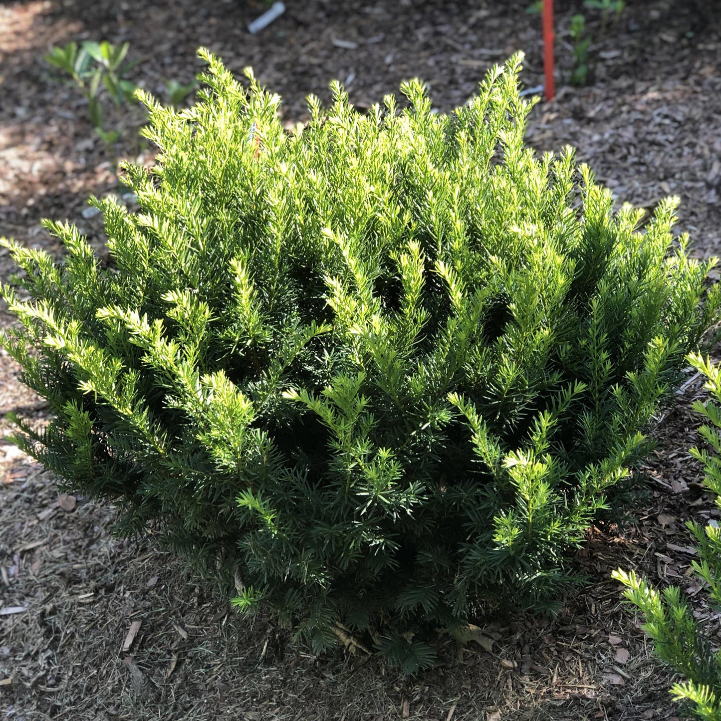 Stonehenge Dark Druid® Yew (Taxus) - Photo Property of Garden Crossings LLC