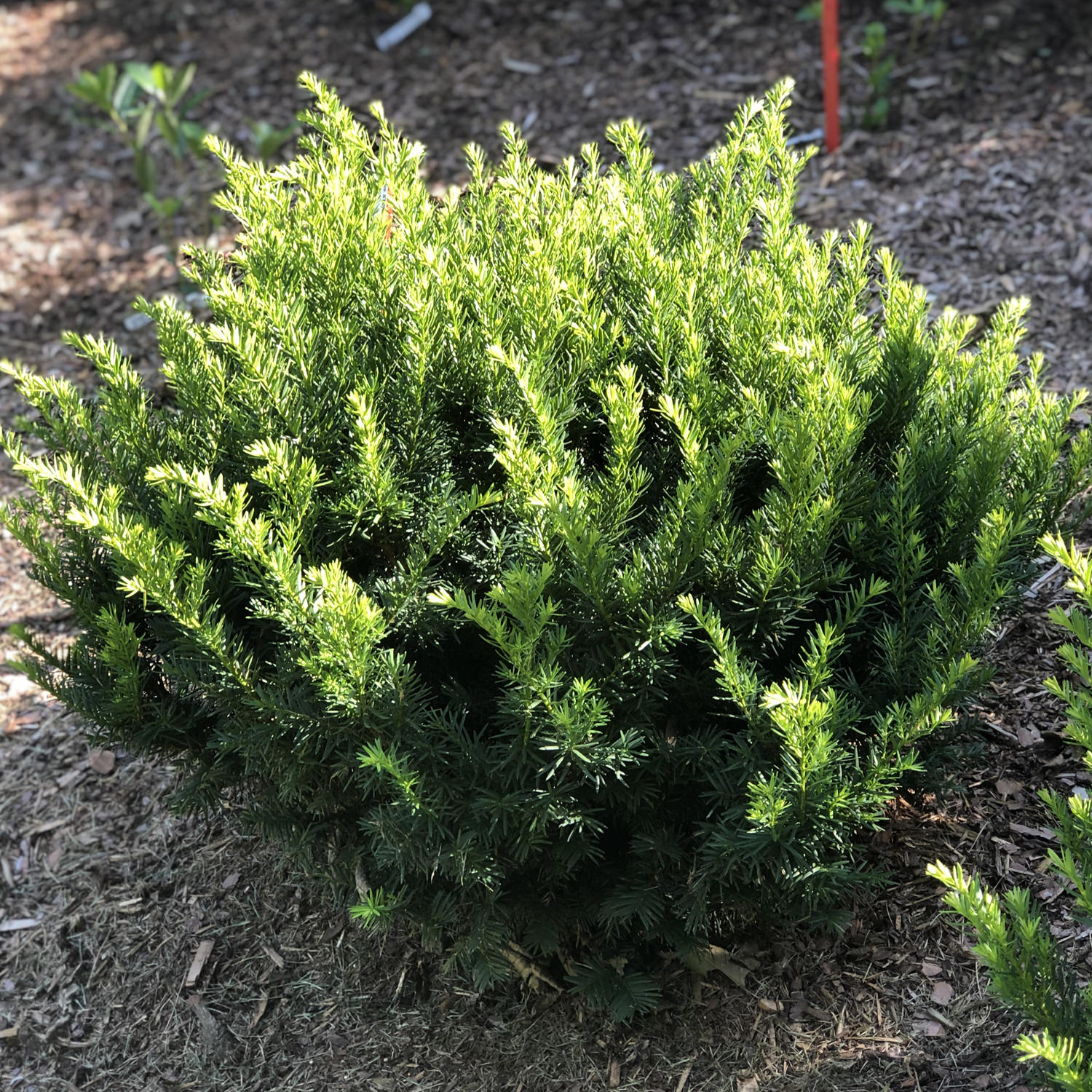 Stonehenge Dark Druid® Yew (Taxus) - Photo Property of Garden Crossings LLC