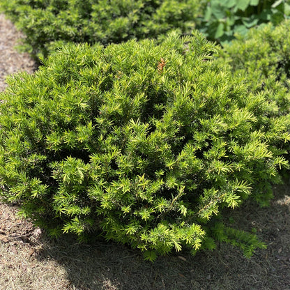 Stonehenge Dark Druid® Yew (Taxus) - Photo Property of Garden Crossings LLC