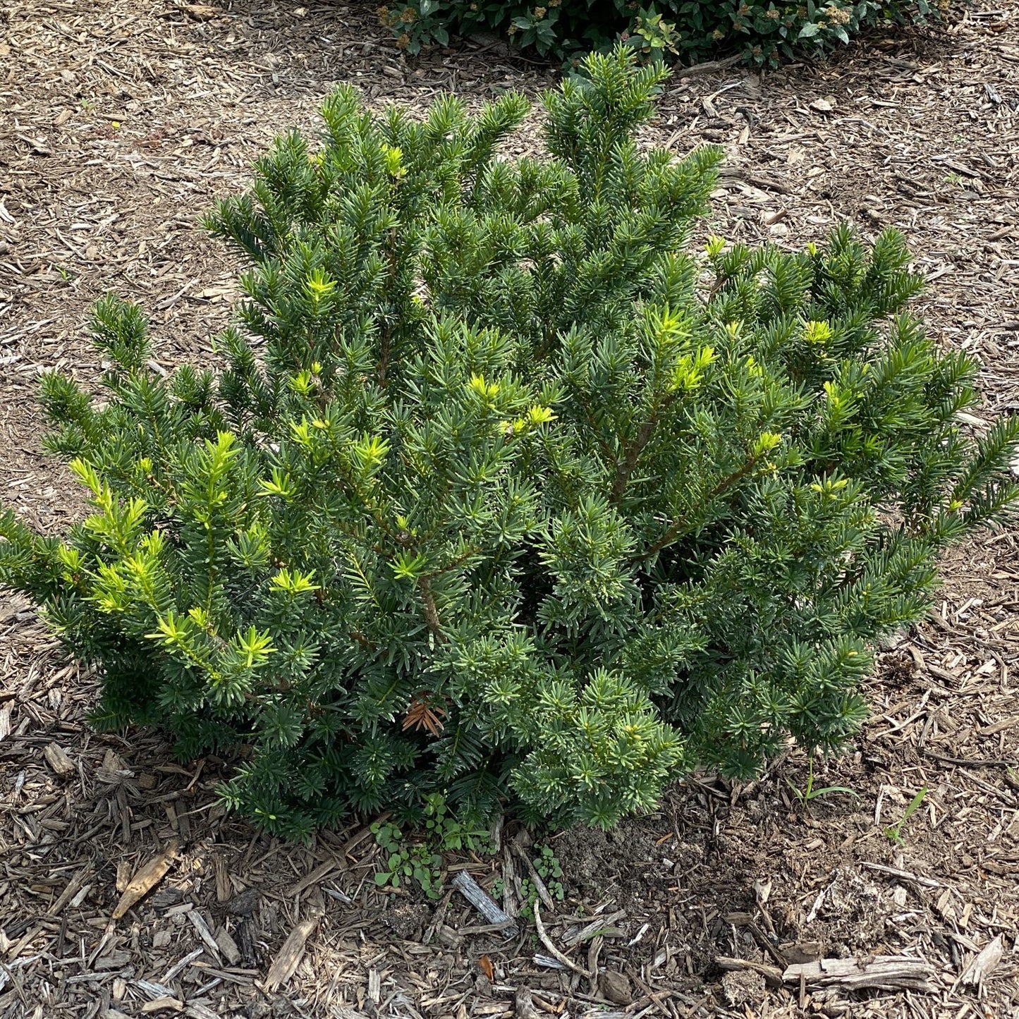 Stonehenge Dark Druid® Yew (Taxus) - Photo Property of Garden Crossings LLC