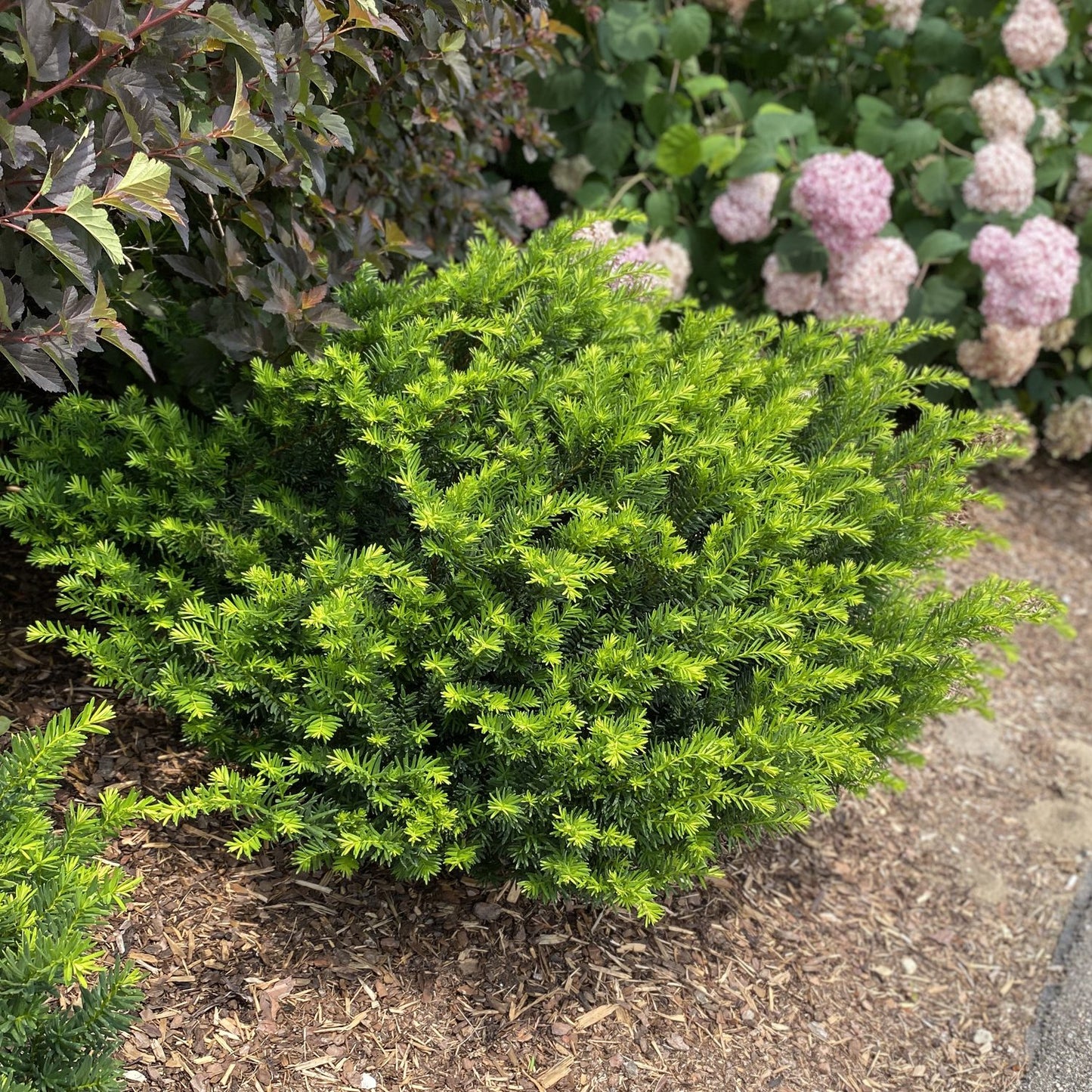 Stonehenge Dark Druid® Yew (Taxus) - Photo Property of Garden Crossings LLC